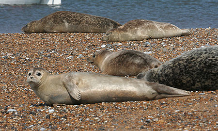 Seal Colony at Blakeney Point