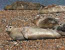 Common Seals on beach at Blakeney Point