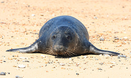 Juvenile Grey Seal on beach at Winterton Haul Out