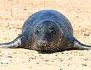 Juvenile Grey Seal on beach at Winterton Haul Out