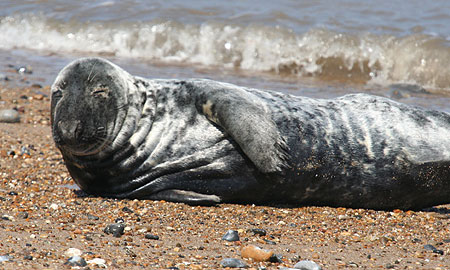 Mature Grey Seal on beach at Winterton Haul Out