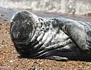 Mature Grey Seal on beach at Winterton Haul Out