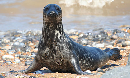Juvenile Grey Seal on beach at Winterton Haul Out