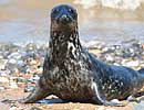 Juvenile Grey Seal on beach at Winterton Haul Out