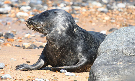 Juvenile Grey Seal on beach at Winterton Haul Out