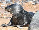 Juvenile Grey Seal on beach at Winterton Haul Out
