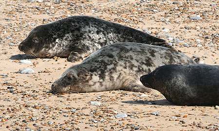 Seal Colony at Blakeney Point