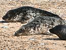 Blakeney Point Seal Colony 