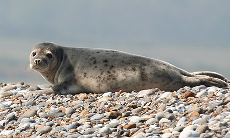 Seal Colony at Blakeney Point