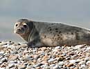 Blakeney Point Seal Colony 