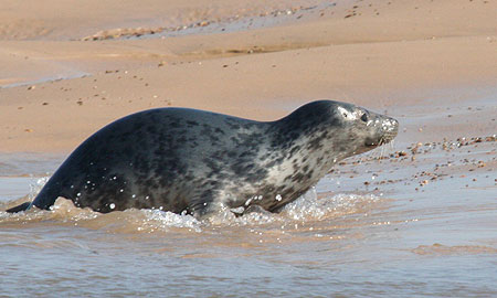 Seal Colony at Blakeney Point
