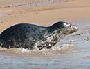 Blakeney Point Seal Colony 