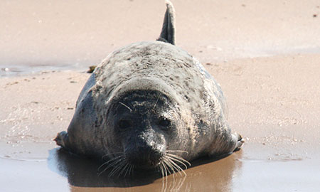 Common Seal at Blakeney Point