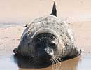 Common Seal on beach at Blakeney Point