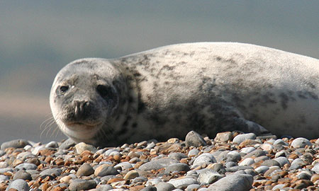 Seal Colony at Blakeney Point