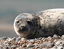 Blakeney Point Seal Colony 