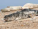 Common Seals on beach at Blakeney Point