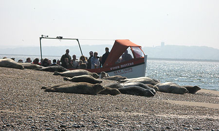 Common Seals on beach at Blakeney Point