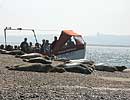 Common Seals on beach at Blakeney Point