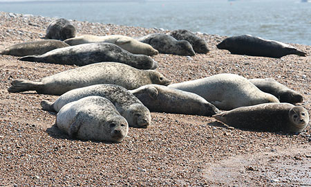 Common Seals on beach at Blakeney Point