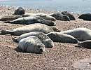 Common Seals on beach at Blakeney Point