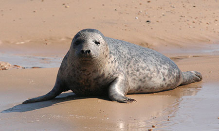 Juvenile Grey Seal on beach at Blakeney Point