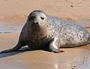 Juvenile Common Seal on beach at Blakeney Point