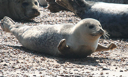 Common Seal on beach at Blakeney Point