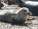 Juvenile Common Seal on beach at Blakeney Point