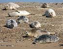 Mixture of Common and Greys Seals on beach at Blakeney Point