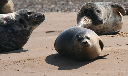 Seal colony at Blakeney Point