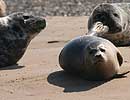 Common Seals on beach at Blakeney Point