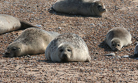 Seal colony on beach at Blakeney Point