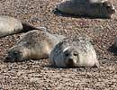 Common Seals on beach at Blakeney Point