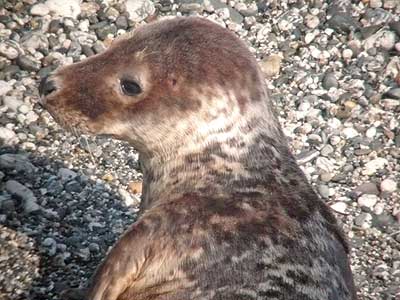 Woody - Photo copyright of Sue Sayer (www.cornwallsealgroup.co.uk)
