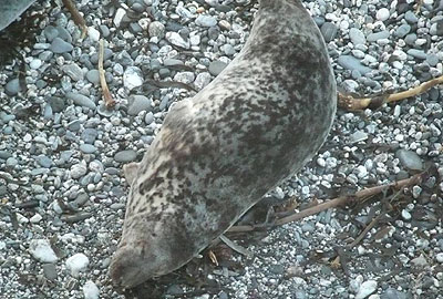 Woody - Photo copyright of Sue Sayer (www.cornwallsealgroup.co.uk)