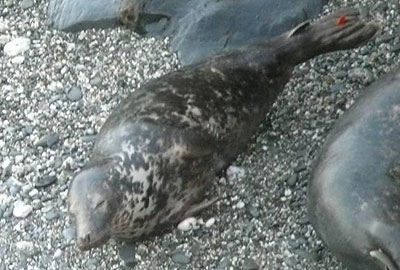 Woody - Photo copyright of Sue Sayer (www.cornwallsealgroup.co.uk)