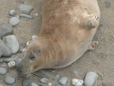 Woody - Photo copyright of Sue Sayer (www.cornwallsealgroup.co.uk)