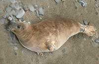 Mina - photo was taken by Sue Sayer of the Cornwall Seal Group www.cornwallsealgroup.co.uk
