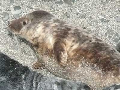 Woody - Photo copyright of Sue Sayer (www.cornwallsealgroup.co.uk)