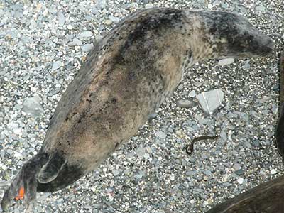 Woody - Photo copyright of Sue Sayer (www.cornwallsealgroup.co.uk)
