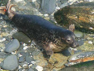 Woody - Photo copyright of Simon Bone (www.cornishseals.co.uk)