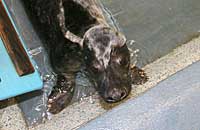 Yogi in the hospital - photo was taken on 29th December 2006