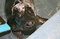 Yogi in the hospital pool - photo was taken on 29th December 2006