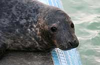 Yogi in the convalescence pool - photo was taken on 3rd February 2007