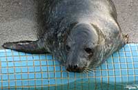Yogi in the convalescence pool - photo was taken on 3rd February 2007