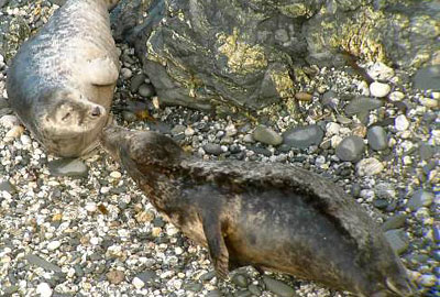 Led Zepplin photo taken by Sue Sayer